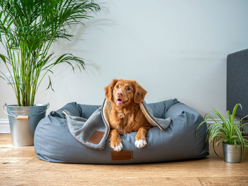 Hundebetten sowie Hundedecken