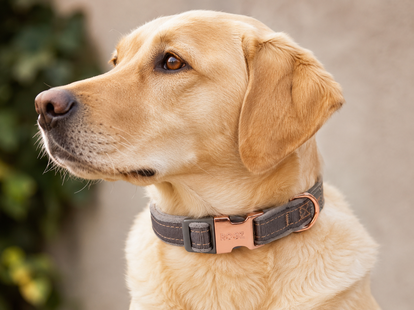 rogz Urban Halsband für Hunde